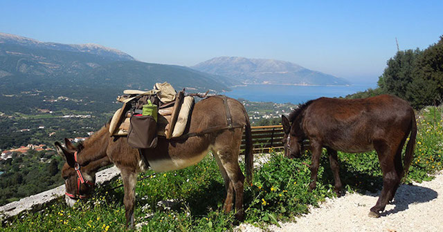 Donkey Trekking